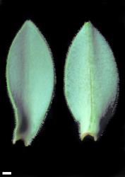 Veronica gibbsii. Leaf surfaces, adaxial (left) and abaxial (right). Scale = 1 mm.
 Image: W.M. Malcolm © Te Papa CC-BY-NC 3.0 NZ